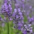 Lavandula angustifolia 'Lavenite Petite' -- Lavendel